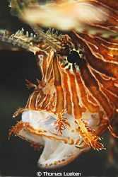 found in Lembeh; D200 by Thomas Lueken 